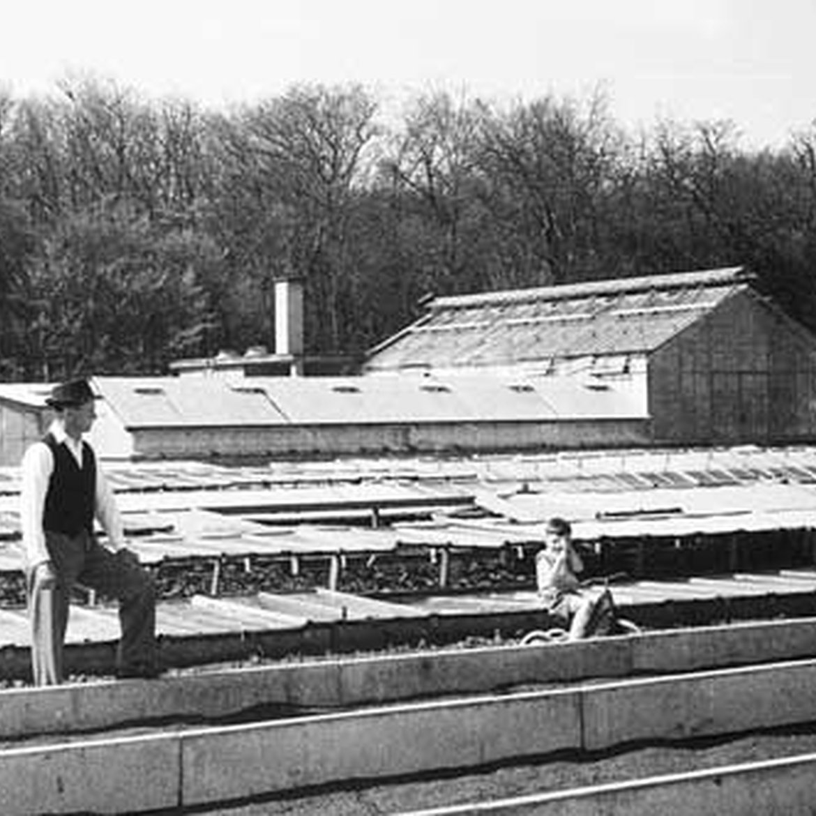 L’établissement horticole Schilliger en 1955