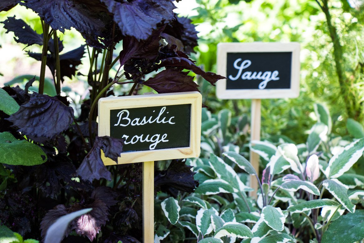 Basilic rouge et sauge - Plantes aromatiques - Inspirations végétales Schilliger magazine printemps 2022