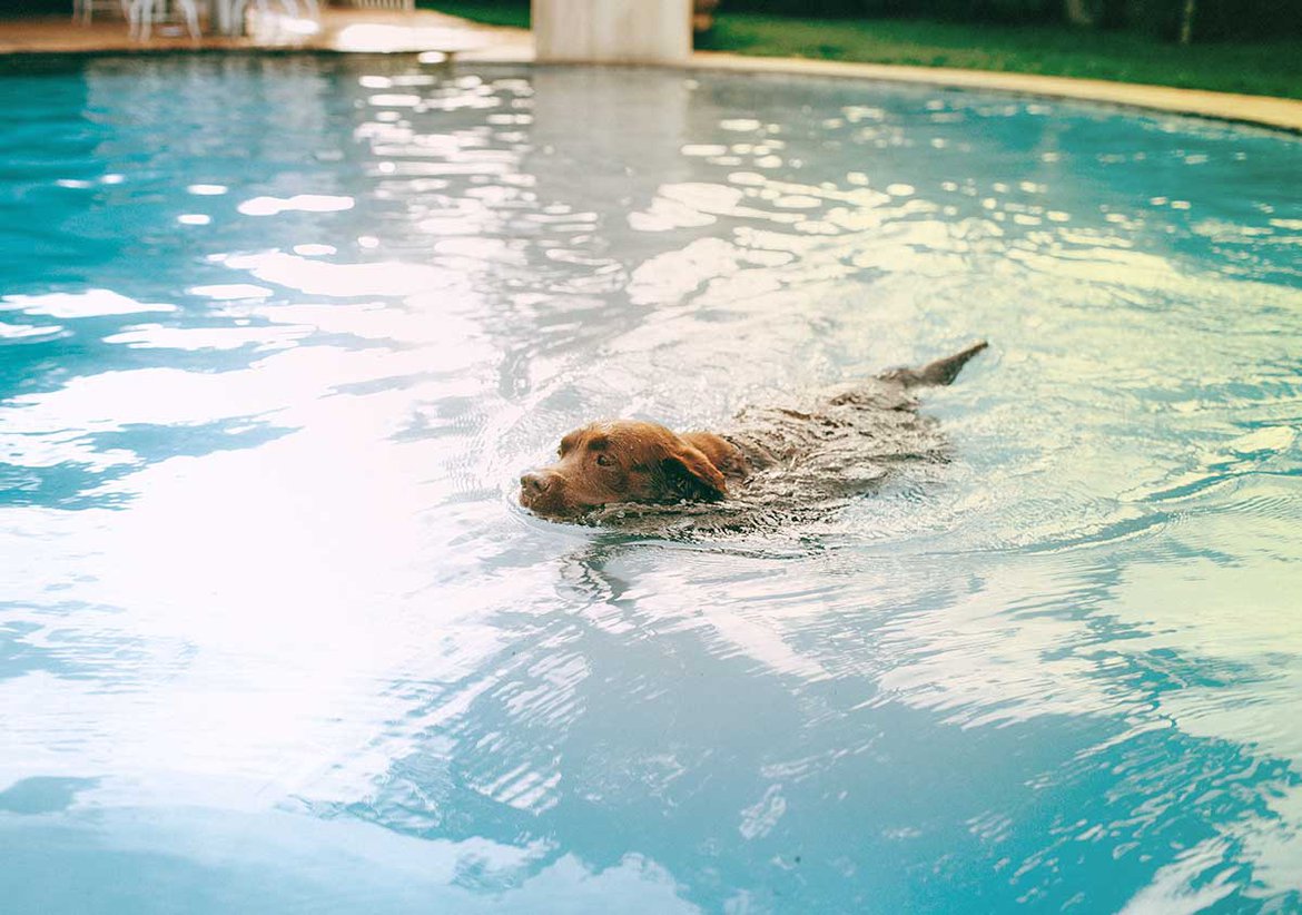 La baignade d'un chien dans une piscine