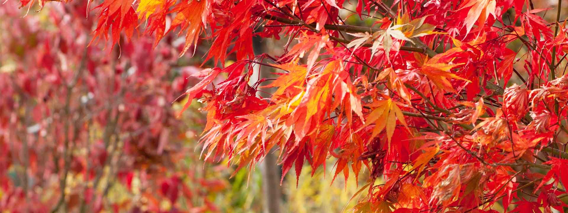 5 astuces pour assortir votre décoration d’intérieur à votre terrasse d’automne