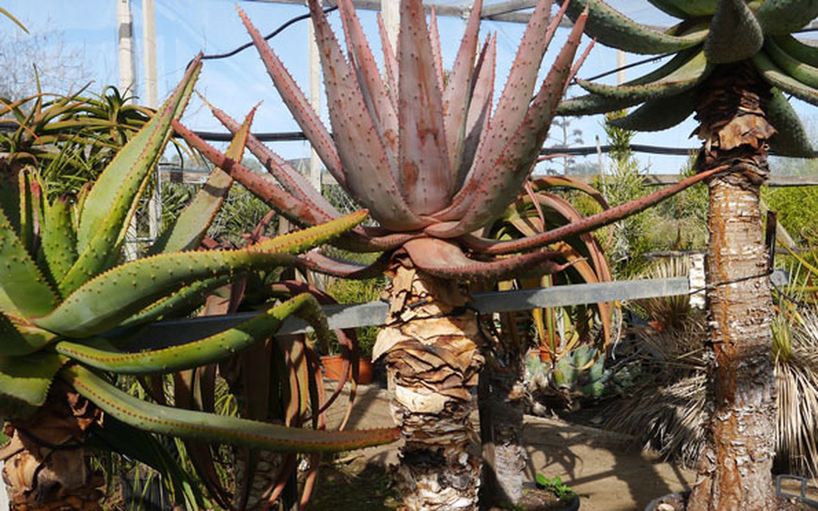 Aloe dicotoma