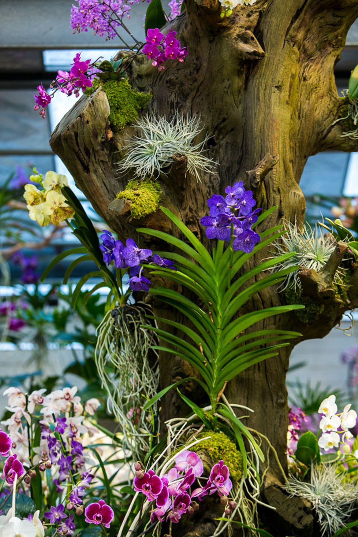 Orchidée - Arbre à orchidées
