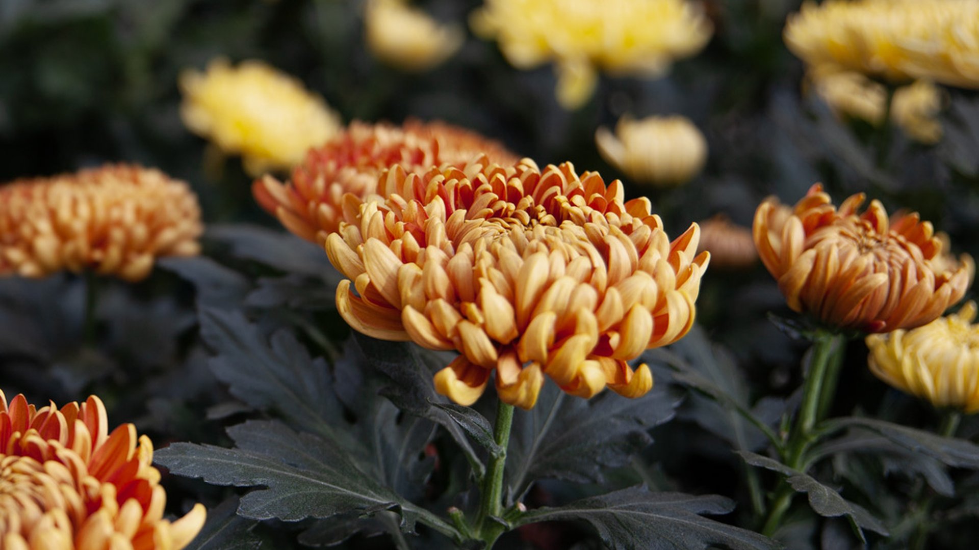 Le chrysanthème, reine des fleurs d'automne