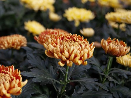 Les chrysanthèmes : origines, variétés et entretien