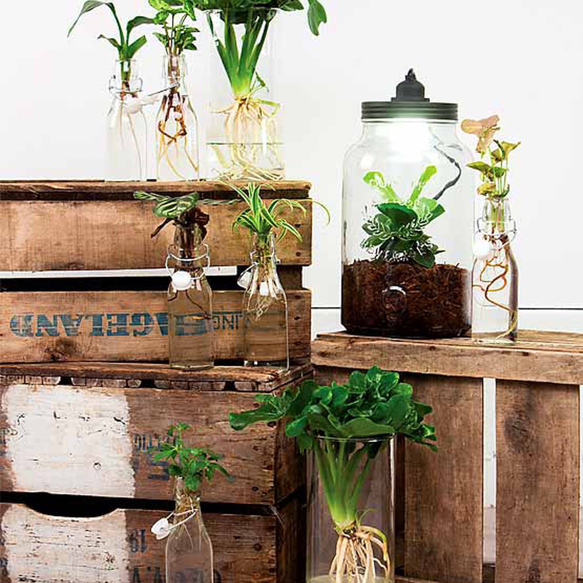 Blog - Tout savoir sur les plantes d’intérieur pour une décoration vivante - Schilliger