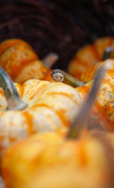 Atelier adulte - Courge fleurie