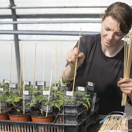 3 - Tuteurage & desserrage