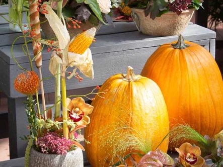 Une décoration chic et automnale avec des courges et des fleurs de saison