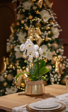 Idées cadeaux