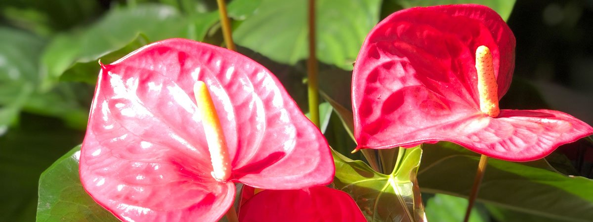 20 idées cadeaux qui ont du sens pour votre Saint Valentin