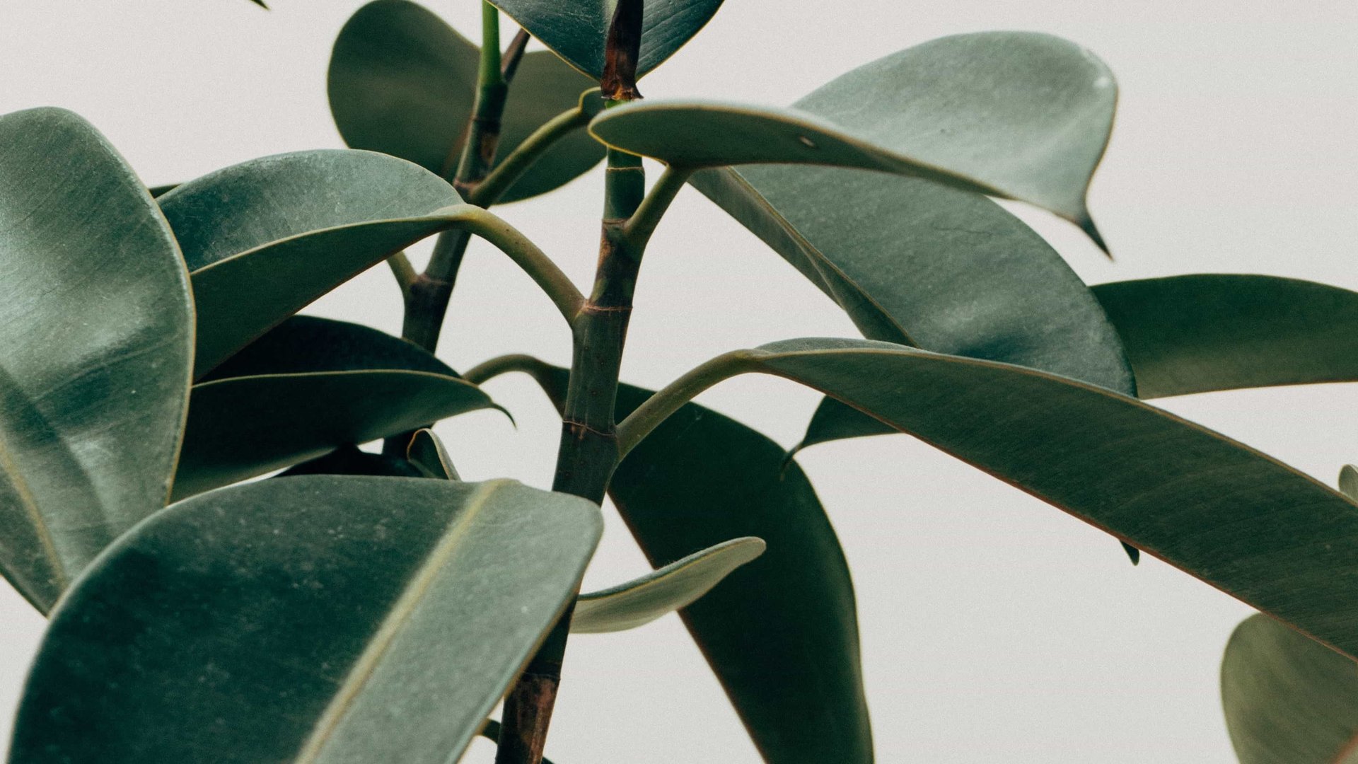 Tout savoir sur l'hydroculture en 5 minutes