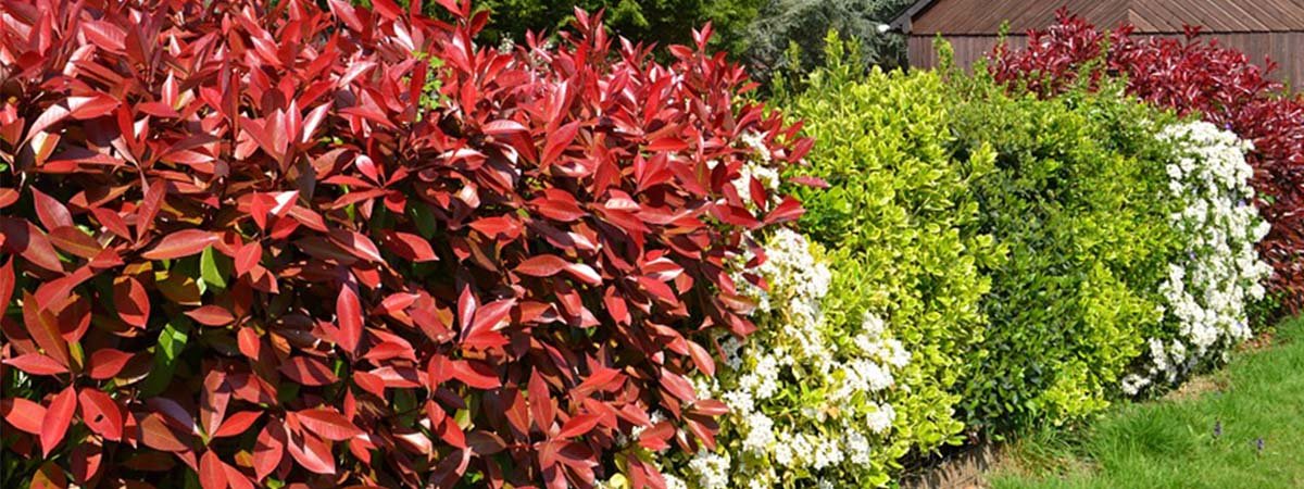 Créez une haie vive