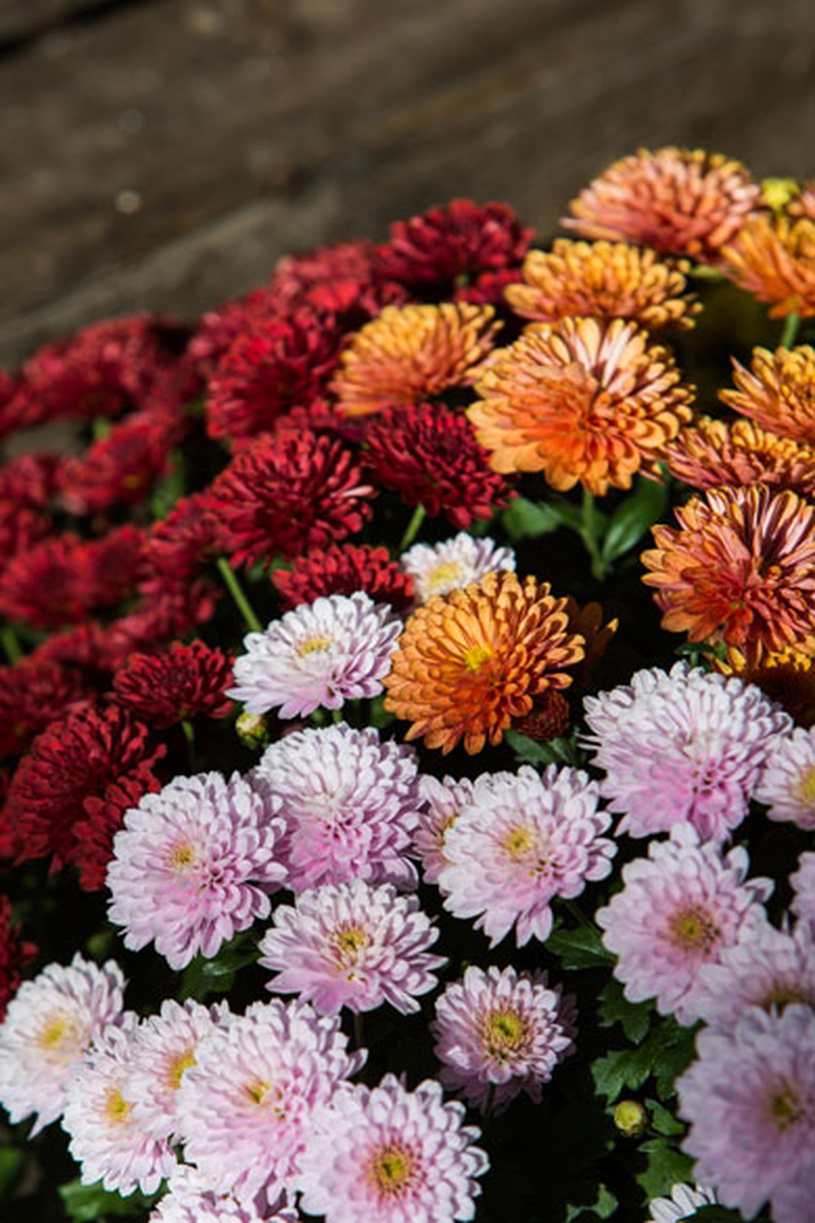 Chrysanthèmes coloris