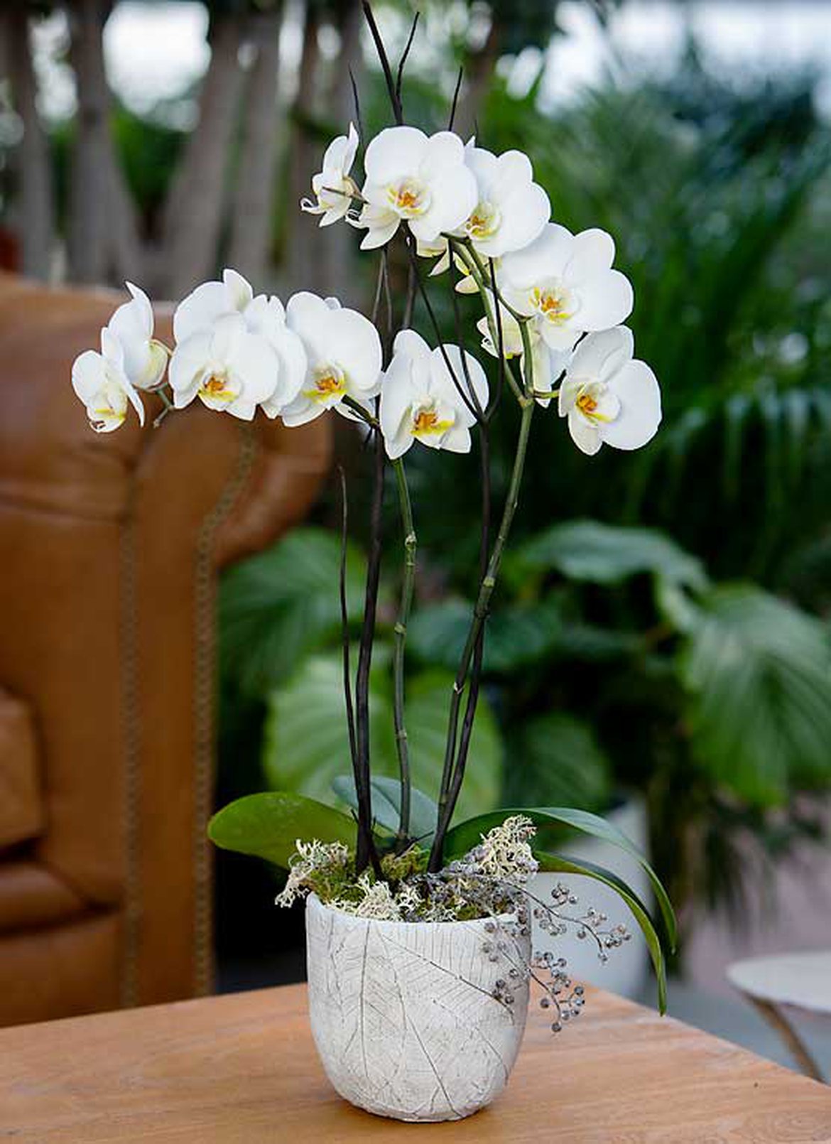 Orchidée blanche