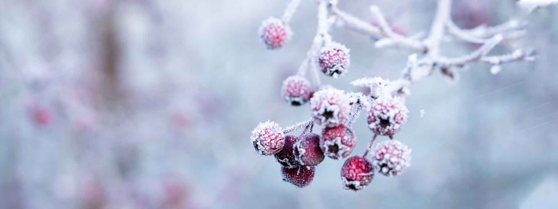 Comment protéger vos plantes pour l’hiver