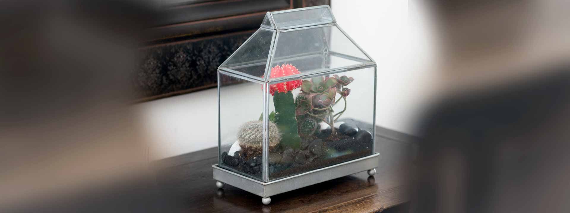 Découvrez les mini-serres d’intérieur