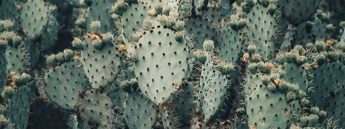 Le figuier de barbarie: où le planter? Quels sont les bienfaits de la figue de barbarie?