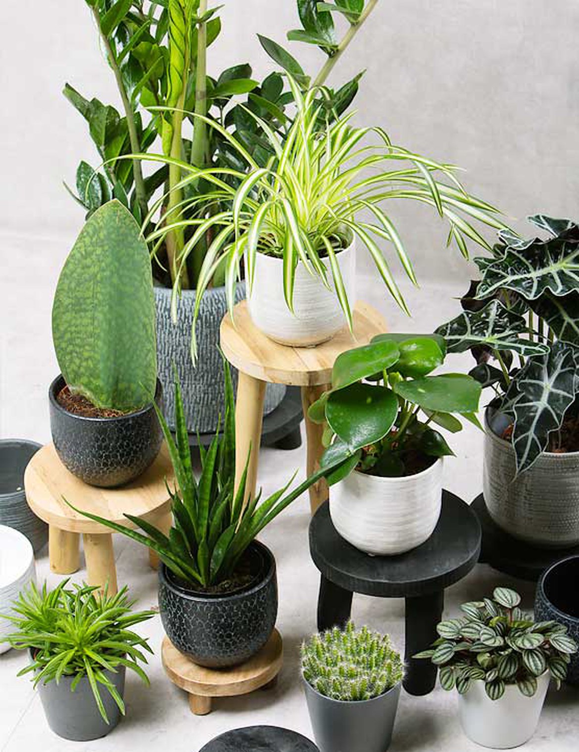Une collection de plantes d'intérieur diverses