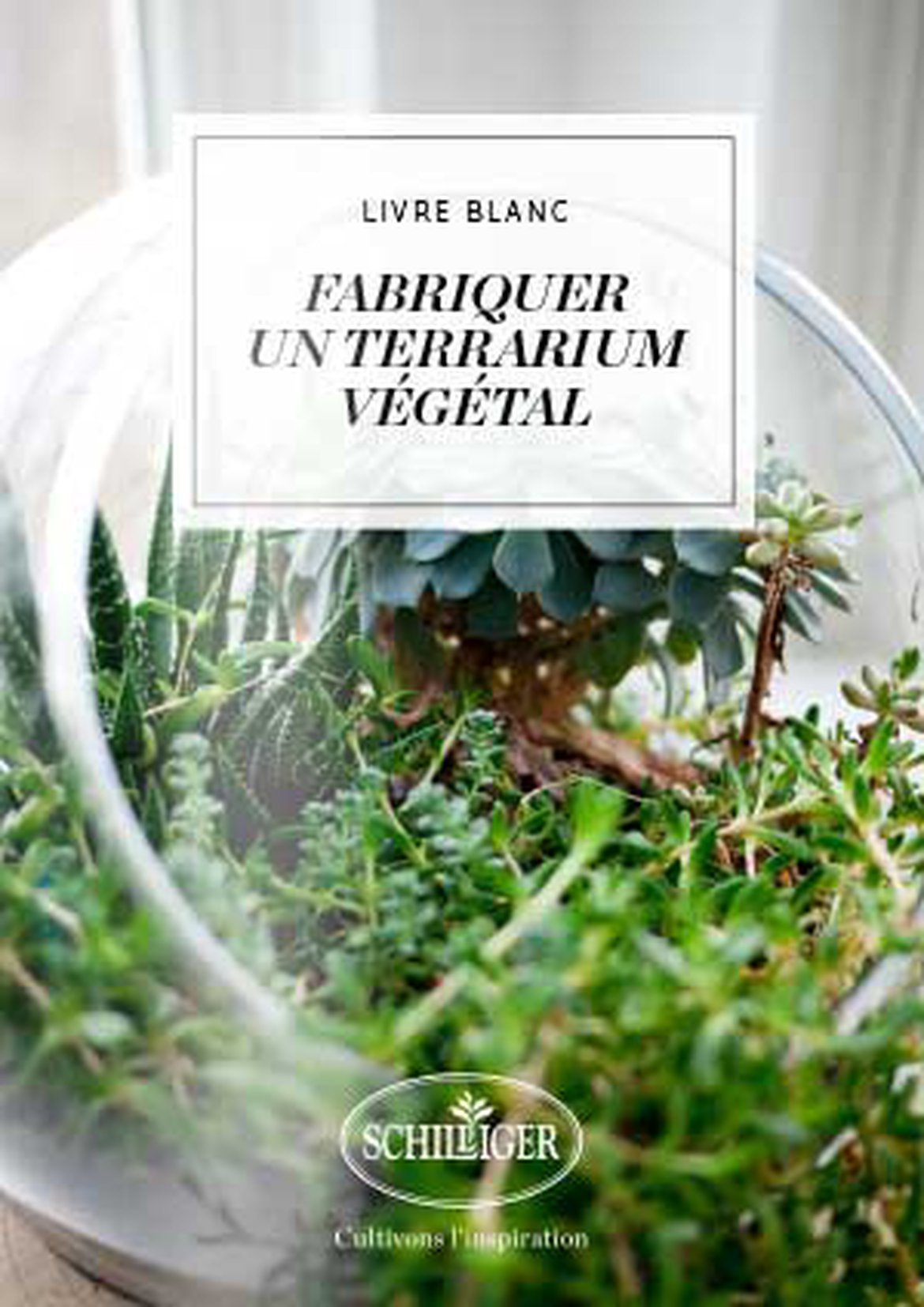 Fabriquer un terrarium végétal