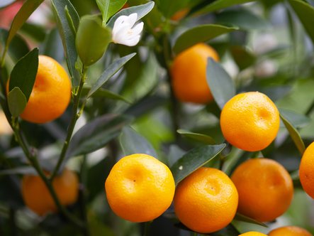 Autres agrumes rares et de collection