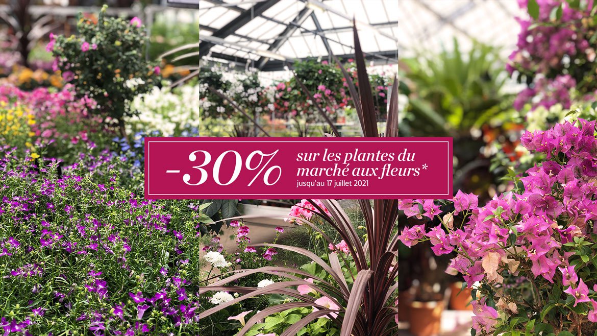 -30% sur toutes les plantes du marché aux fleurs
