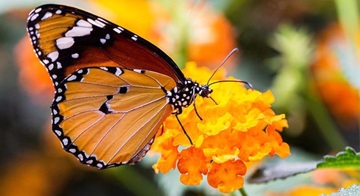 Un jardin naturel pour attirer les papillons petit monarque