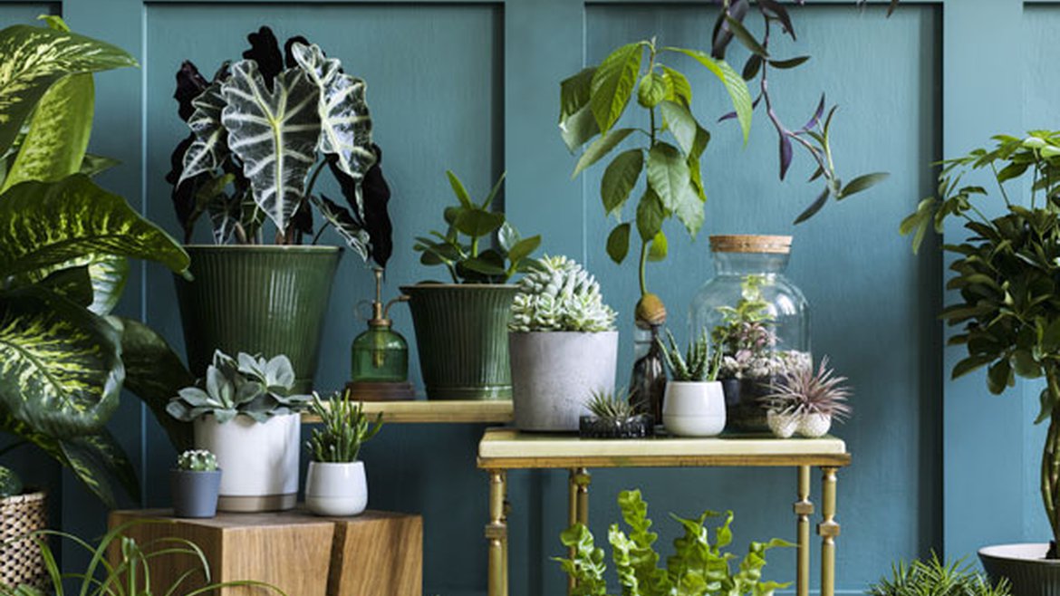 Magazine - Sélection de produits - Une jungle à la maison avec les plantes vertes