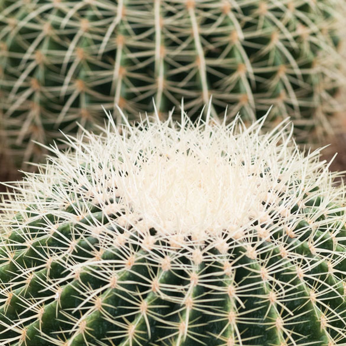 Blog - Tous nos conseils pour prendre soin de son cactus - Schilliger
