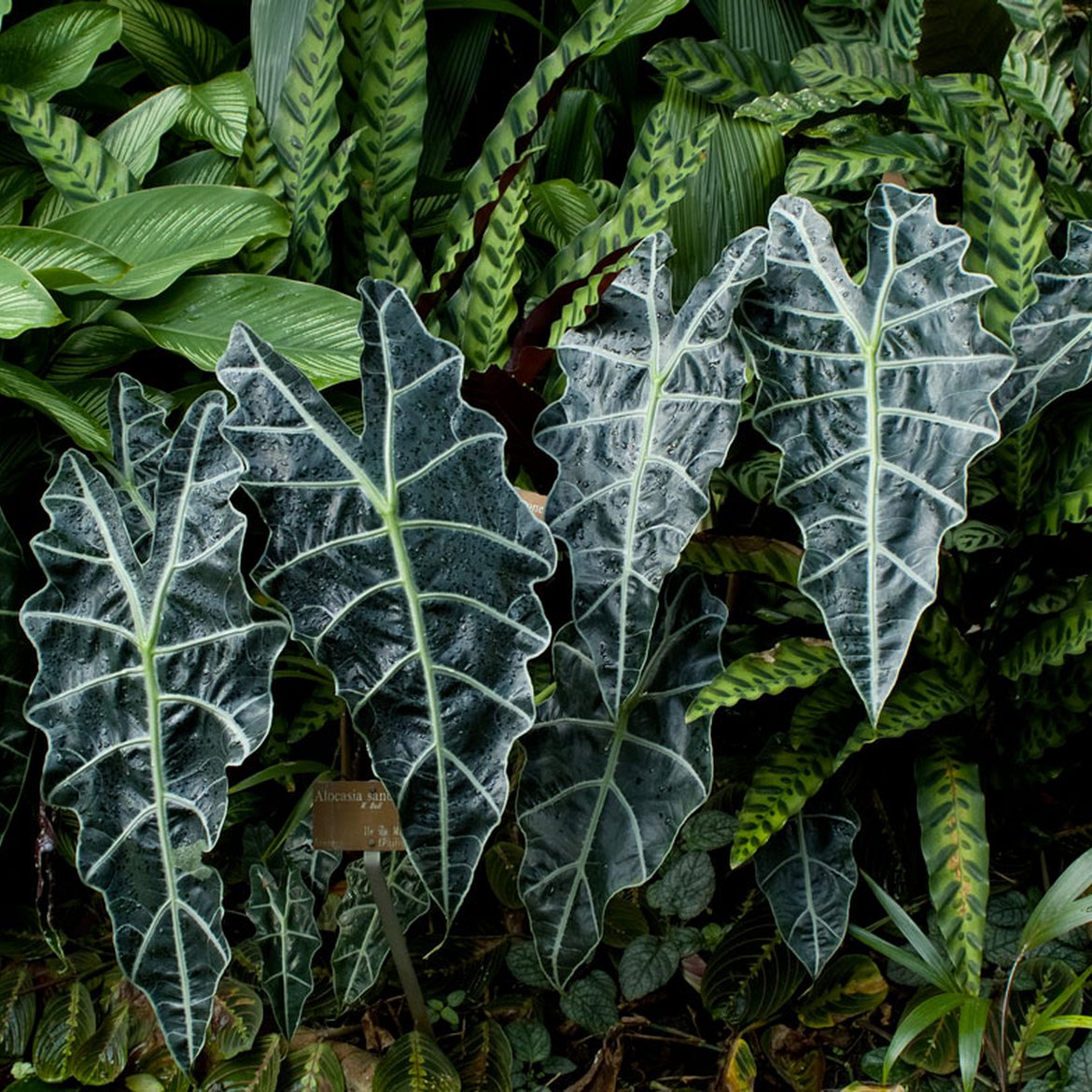 Syngonium - Plantes d'intérieur - Inspirations végétales du magazine Schilliger 2022