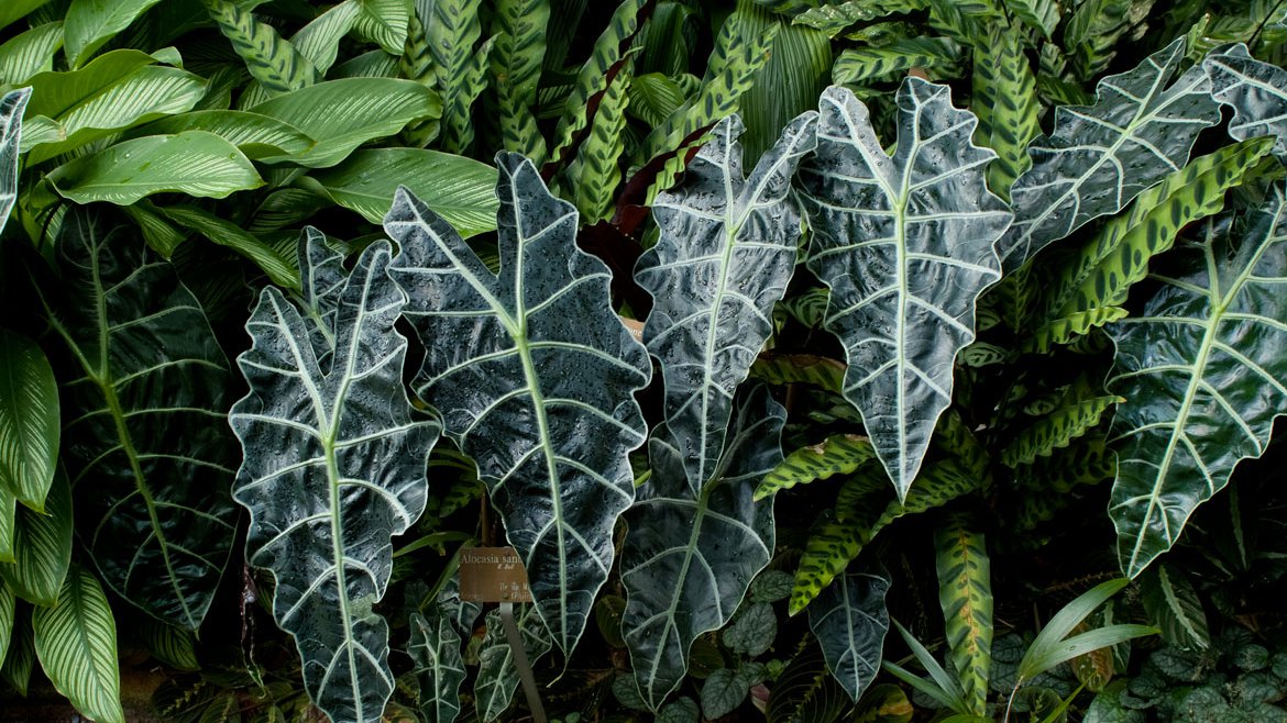 Magazine - Inspirations végétales - Plantes d'intérieur jungle dans la maison