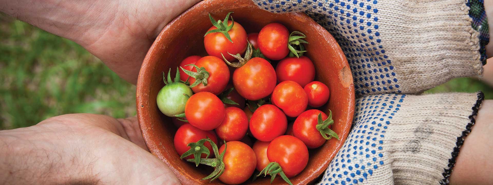 Favoriser le circuit court pour les tomates de notre production