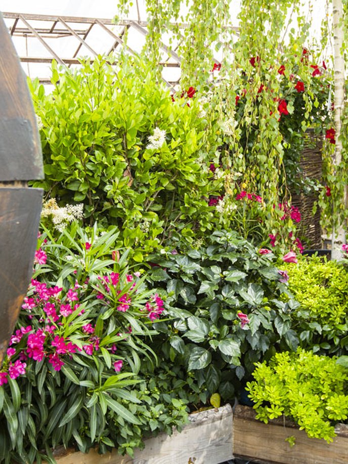 Créez un jardin méditerranéen