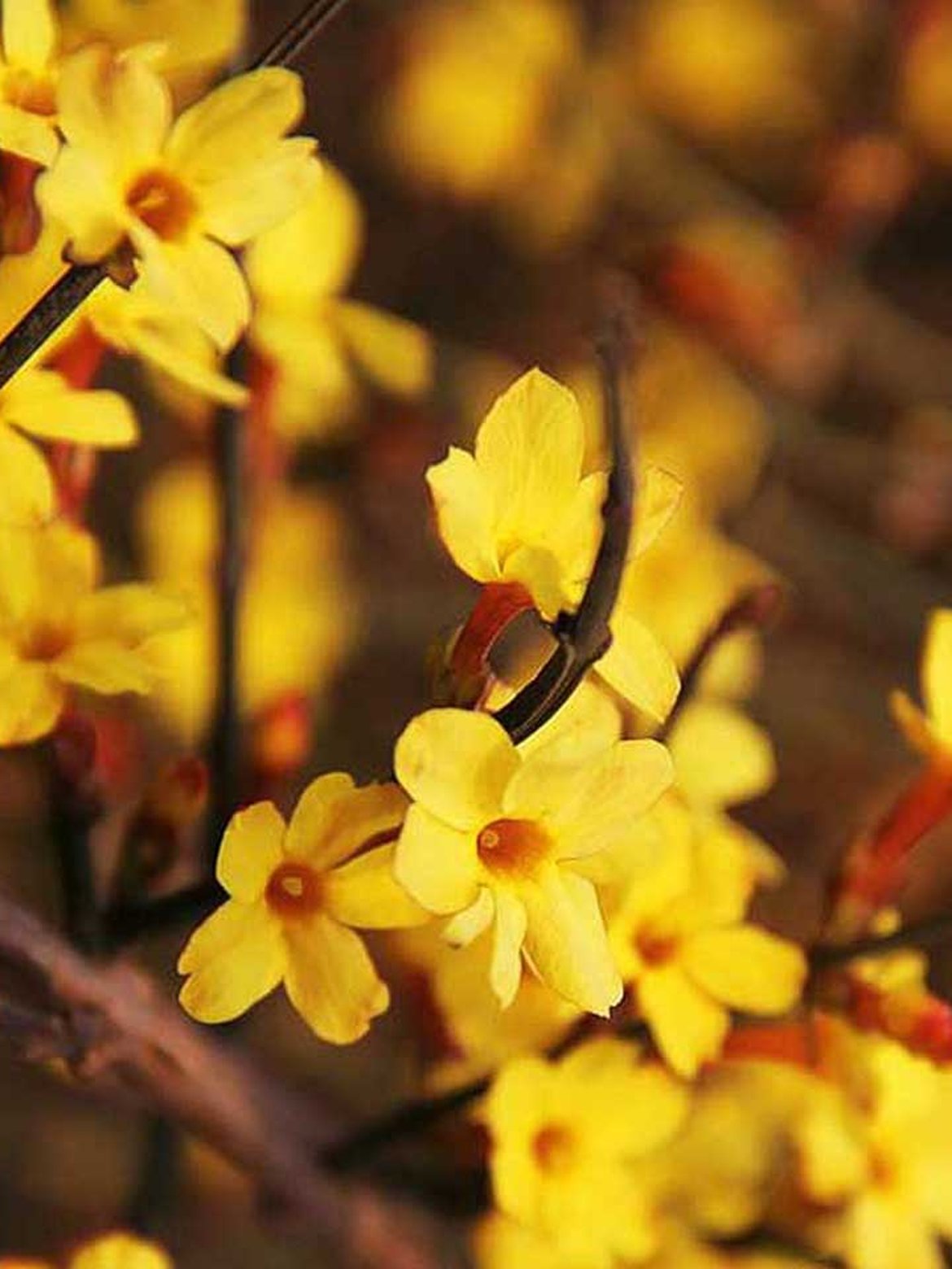 Article de blog: Les arbustes à floraison hivernale - Découvrez leurs besoins d’entretien et leurs particularités - Schilliger