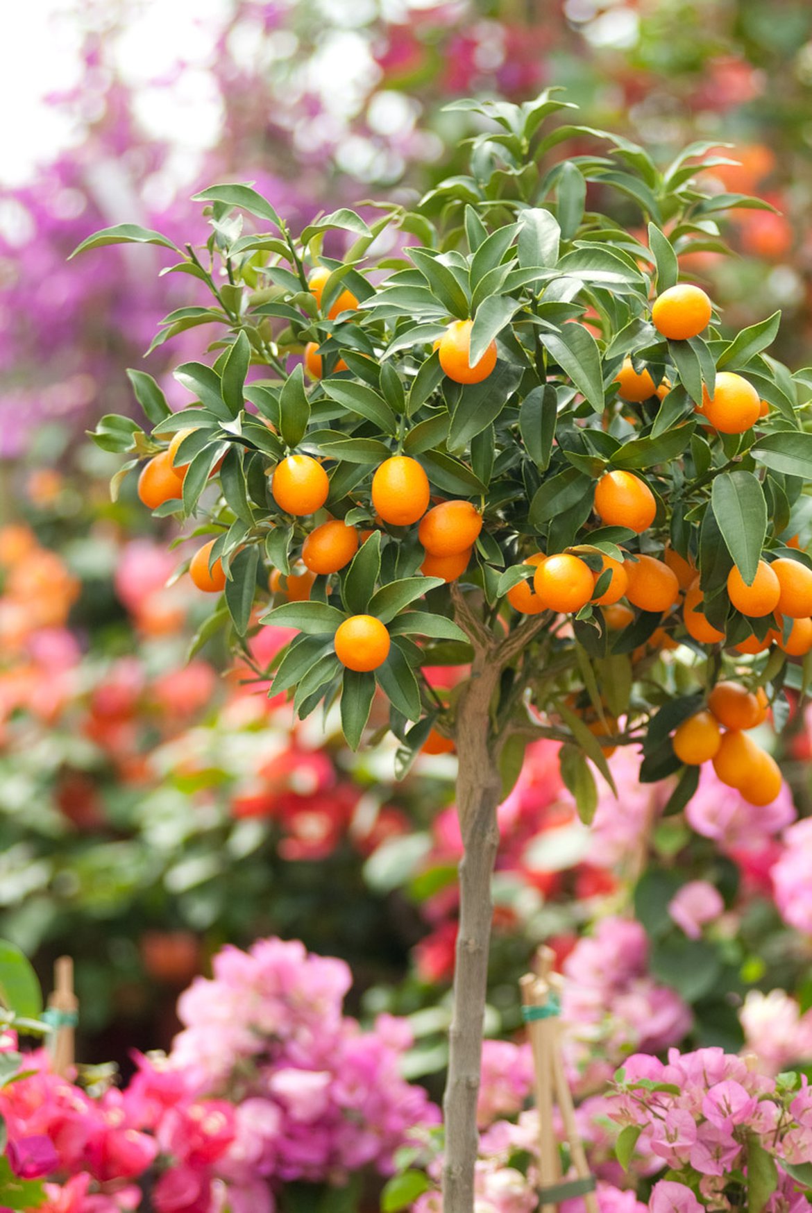 Kumquat - Jardin méditerranéen - Inspirations végétales du magazine Schilliger 2022