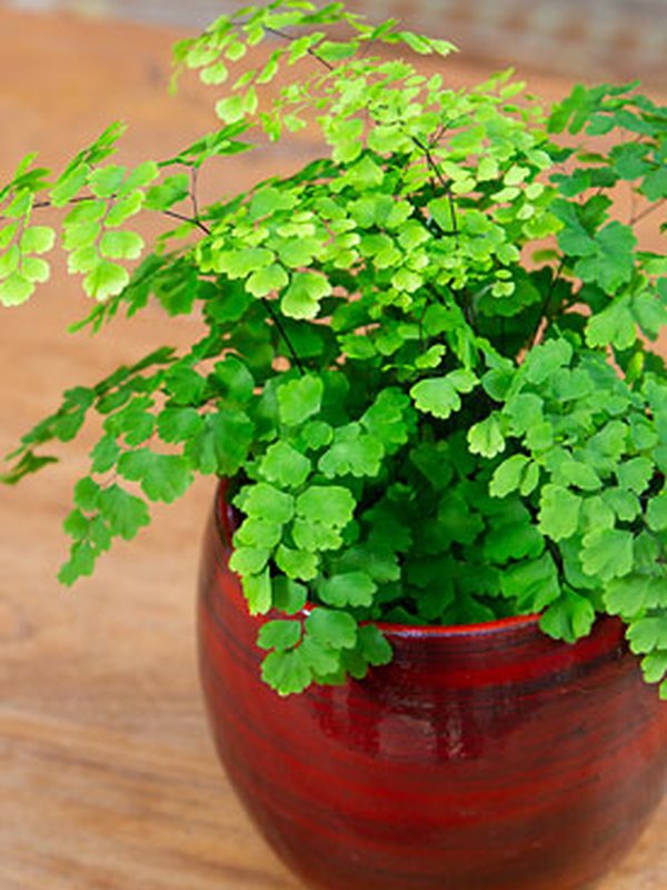 Capillaire (Adiantum)