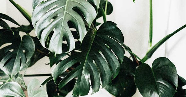 hecken helge liguster Ligusterhecke kaufen | Ligustrum ovalifolium