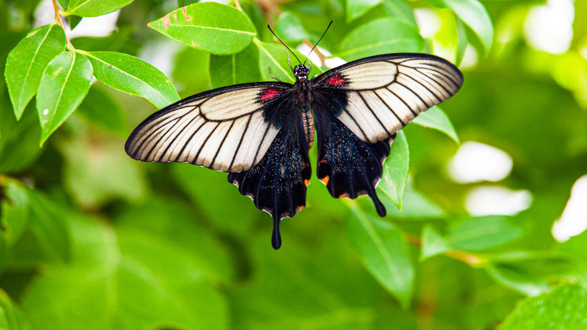 La Serre aux papillons