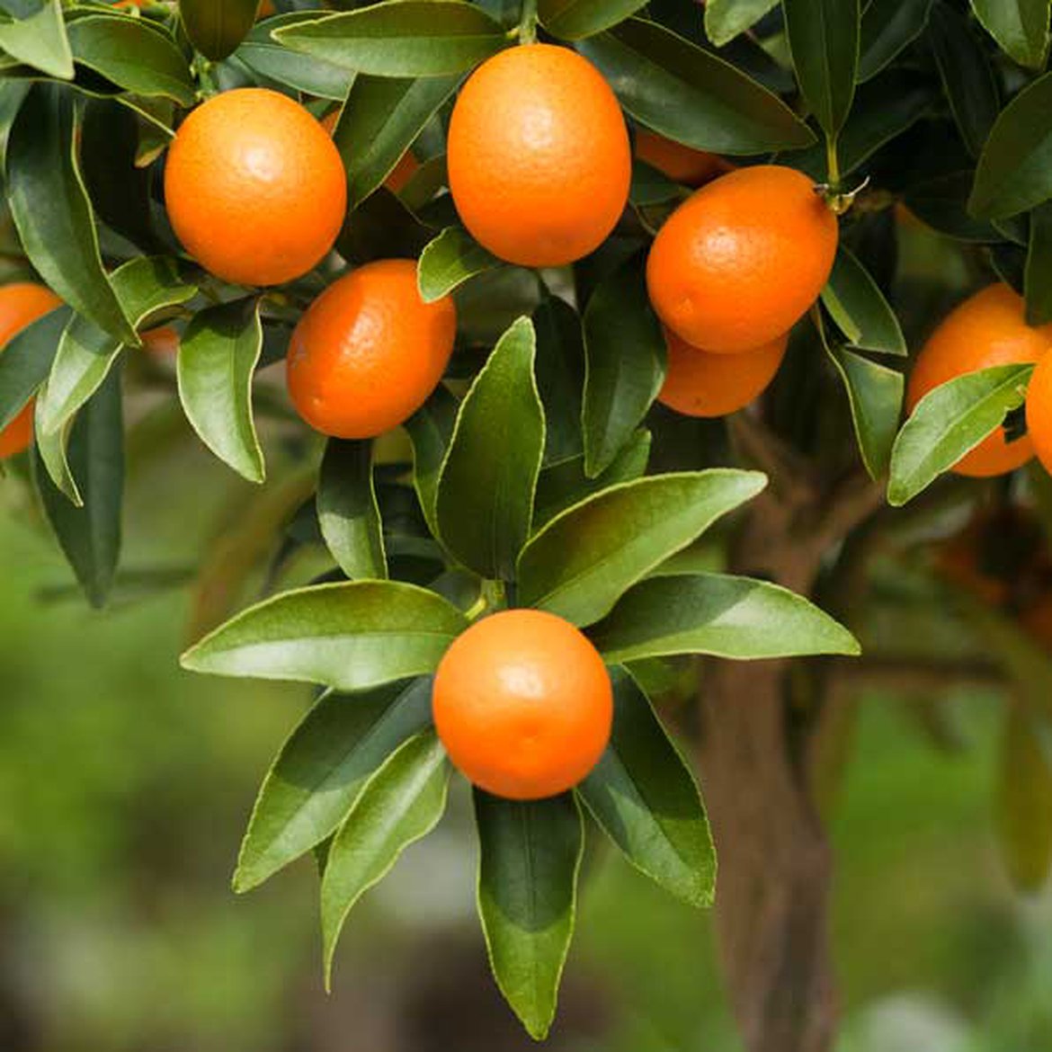 Kumquat (citrus clemenkumquat)