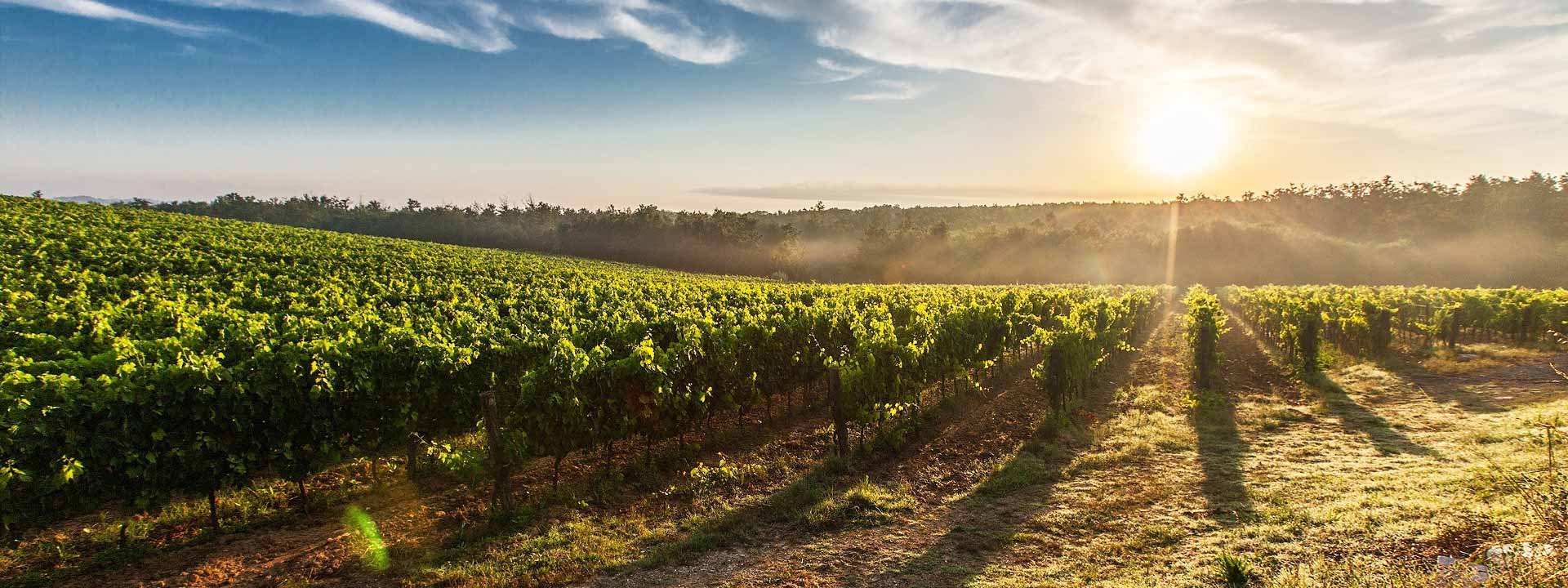 Buvez bien, buvez bio et local