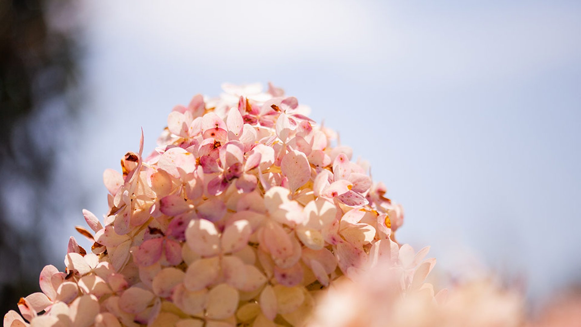 Hortensias paniculés pour fleurir vos jardins jusqu'au bout de l'été
