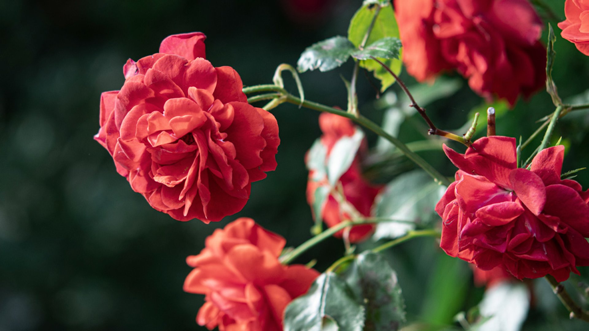 Craquez pour la beauté des roses