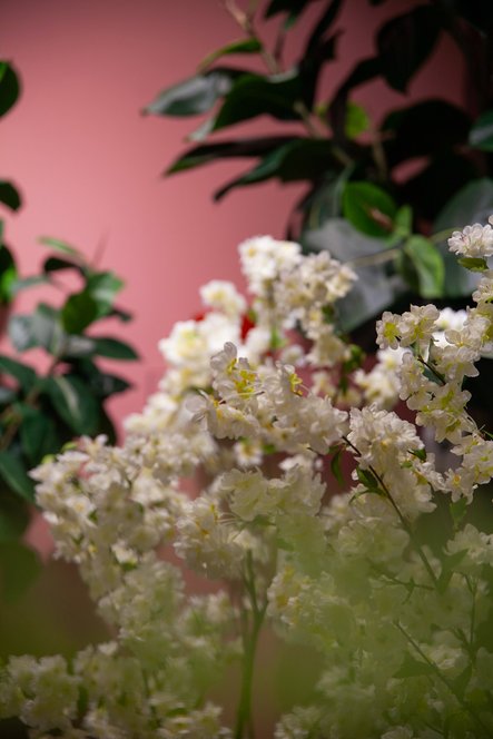 Le printemps qui dure toute l’année