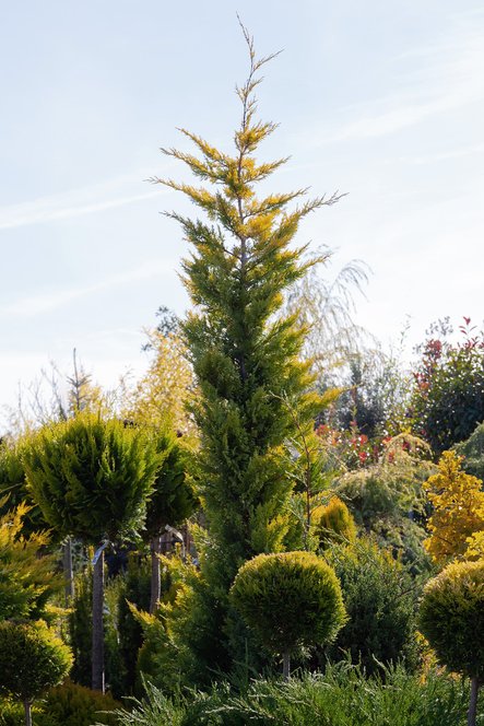 Découvrez les diverses variétés de conifères et leurs avantages