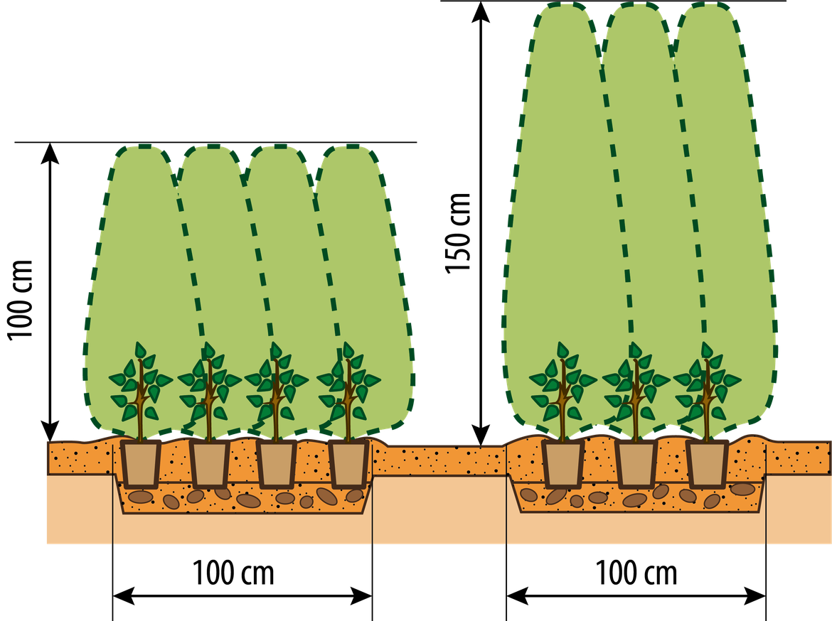 Schéma plantation arbustes