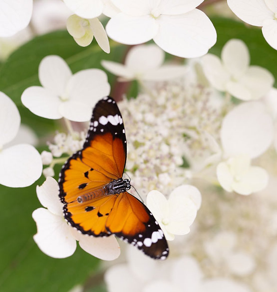Un papillon dans un jardin naturel papillon petit monarque
