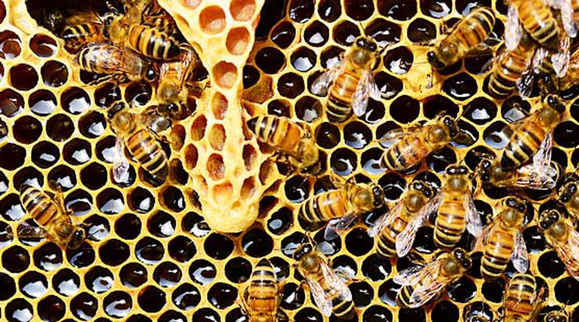 Alvéoles ruche d'abeilles