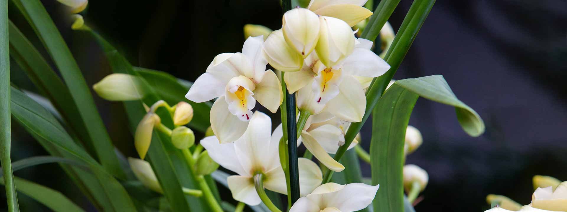 Magnifiez votre intérieur grâce aux plantes rares et originales