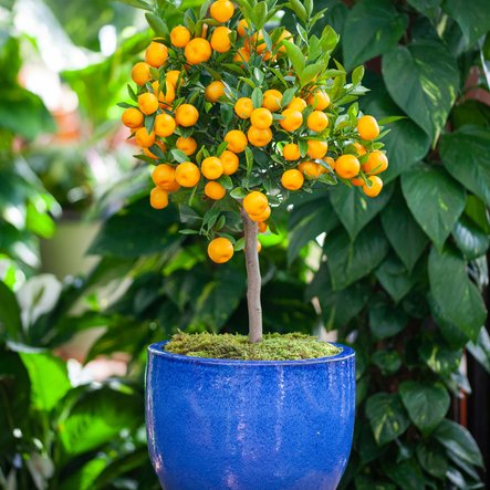 Le jardin méditerranéen