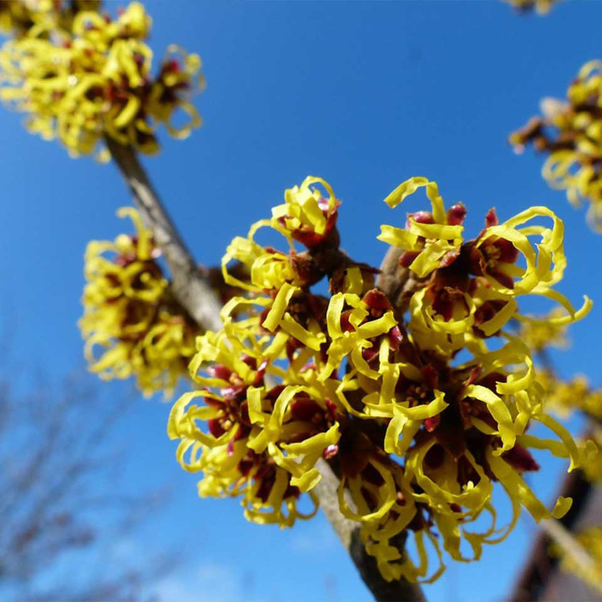 Blog | Arbustes à floraison hivernale | Schilliger