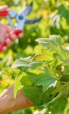 Masterclass - Les fruitiers